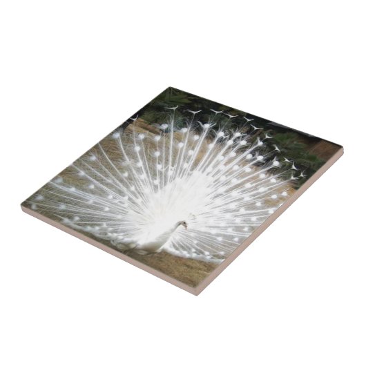 Carreau Paon blanc (Côté)