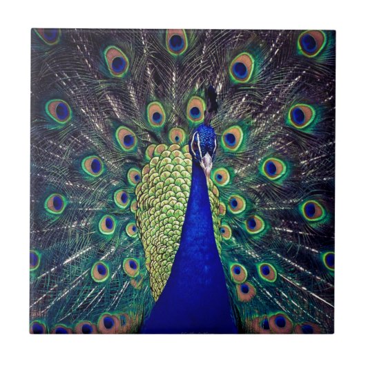 Carreau Paon bleu cobalt (Devant)