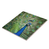 Carreau Paon criard (Côté)