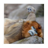 Carreau Papa singe à nez doré avec bébé (Devant)