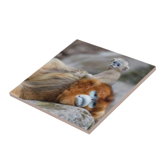 Carreau Papa singe à nez doré avec bébé (Côté)