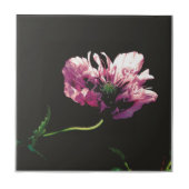 Carreau Papaver Sugarplum (Devant)