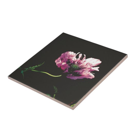 Carreau Papaver Sugarplum (Côté)