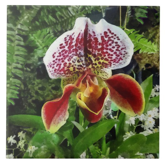Carreau Paph Fiordland Sunset Orchidée (Devant)