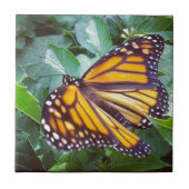 Carreau Papillon (Devant)