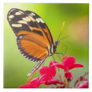 Carreau Papillon à longue aile sur une fleur rouge