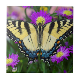 Carreau Papillon à queue d'hirondelle sur marguerite