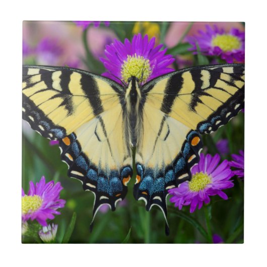 Carreau Papillon à queue d'hirondelle sur marguerite (Devant)