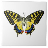 Carreau Papillon à queue épaisse de tigre (Devant)