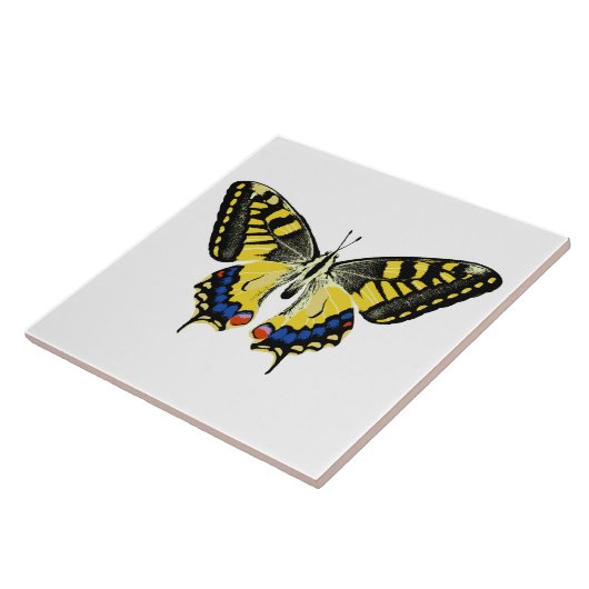 Carreau Papillon à queue épaisse de tigre (Côté)