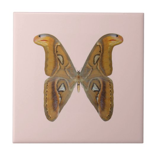 Carreau Papillon atlas (Devant)