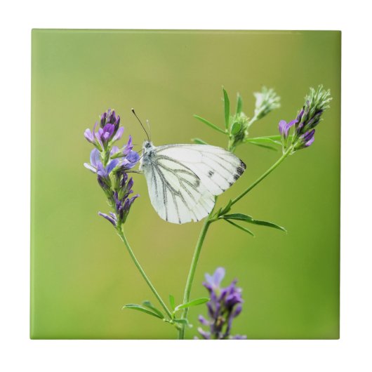 Carreau Papillon Blanc à Veines Vertes (Devant)