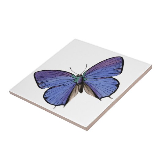 Carreau Papillon bleu (Côté)