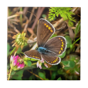 Carreau Papillon bleu commun Polyommatus Icarus Peinture