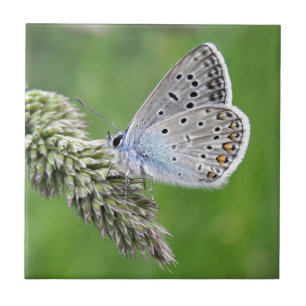 Carreau Papillon bleu commun sur l'herbe