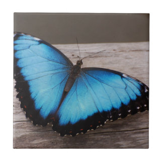 Carreau Papillon bleu de Morpho