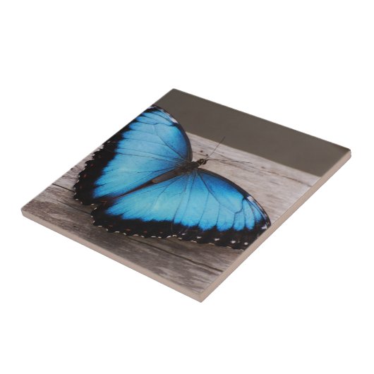 Carreau Papillon bleu de Morpho (Côté)