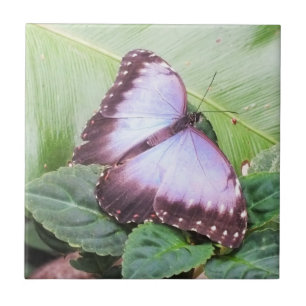 Carreau Papillon bleu morpho
