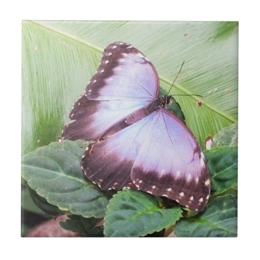 Carreau Papillon bleu morpho (Devant)