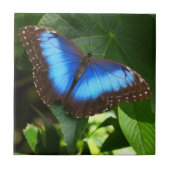 Carreau Papillon bleu morpho (Devant)