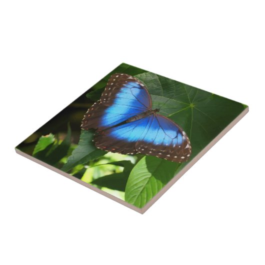 Carreau Papillon bleu morpho (Côté)