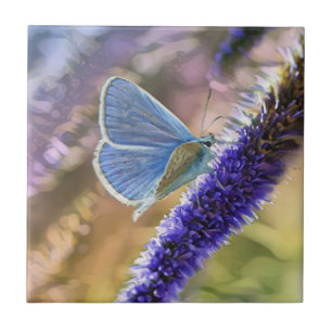 Carreau Papillon bleu pâle sur les fleurs de lavande