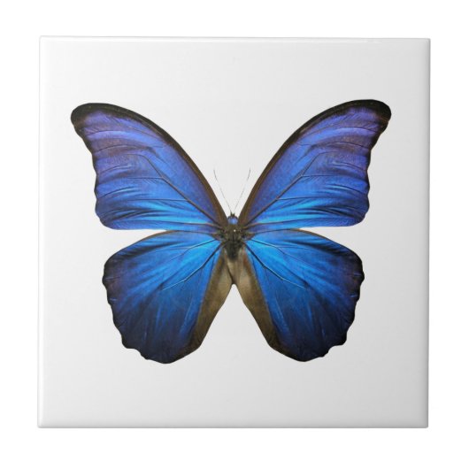 Carreau Papillon bleu rayonnant (Devant)