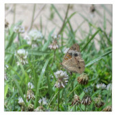 Carreau Papillon commun (Devant)