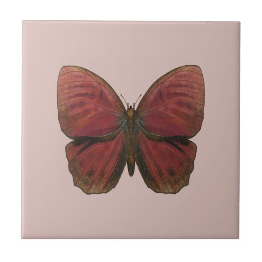 Carreau Papillon Coq Rouge (Devant)