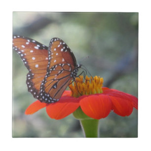 Carreau Papillon de la Reine sur le tournesol mexicain