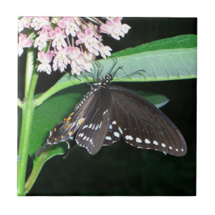 Carreau Papillon de nuit noir à Shenandoah