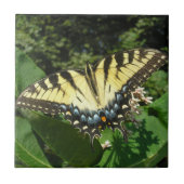 Carreau "Papillon de queue d'hirondelle" (Devant)