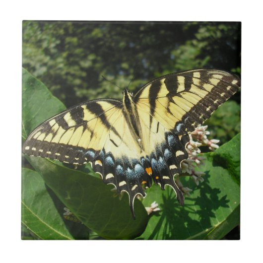 Carreau "Papillon de queue d'hirondelle" (Devant)
