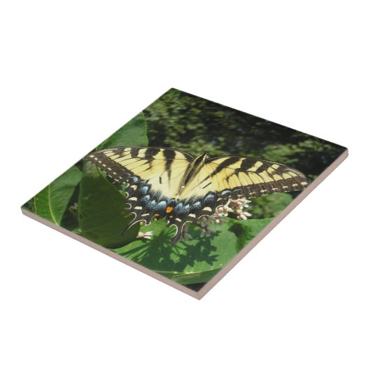 Carreau "Papillon de queue d'hirondelle" (Côté)