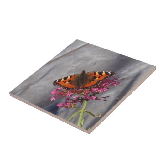 Carreau Papillon d'écaille (Côté)