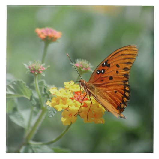 Carreau Papillon Gulf fritillaire étiré (Devant)