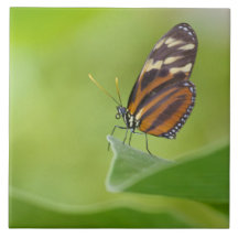 Papillon long tigre