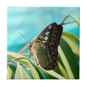 Carreau Papillon marron ailes fermées