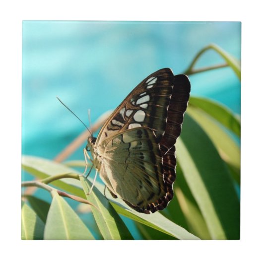 Carreau Papillon marron ailes fermées (Devant)