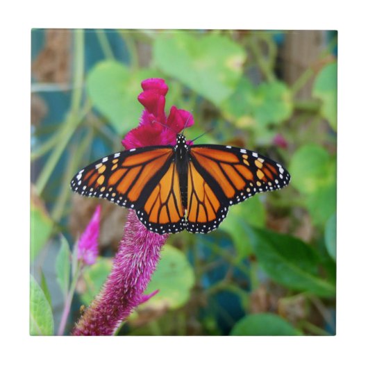 Carreau Papillon monarque (Devant)