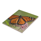 Carreau Papillon monarque mâle sur Asclépiade incarnate (Côté)