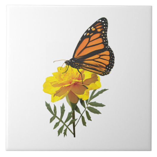 Carreau Papillon Monarque sur Marigold (Devant)