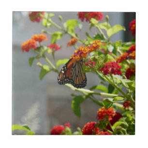 Carreau Papillon Monarque sur un Buddleia Rouge