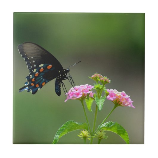 Carreau Papillon noir Swallowtail (Devant)