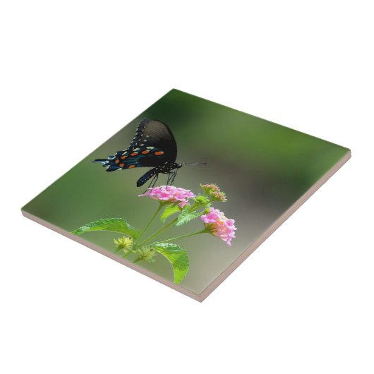 Carreau Papillon noir Swallowtail (Côté)