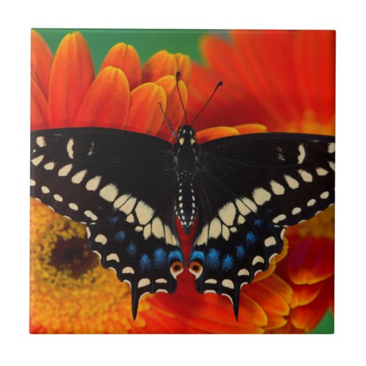 Carreau Papillon noir Swallowtail sur Gerberia Daisy (Devant)