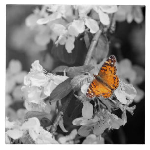 Carreau Papillon orange Sur Carrelage en céramique Apple B