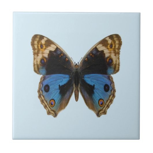 Carreau Papillon Pansy Bleu (Devant)