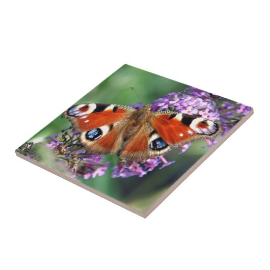 Carreau Papillon Peacock (Côté)