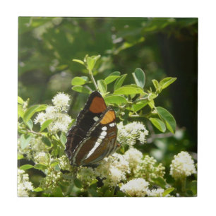 Carreau Papillon Soeur de Californie à Yosemite